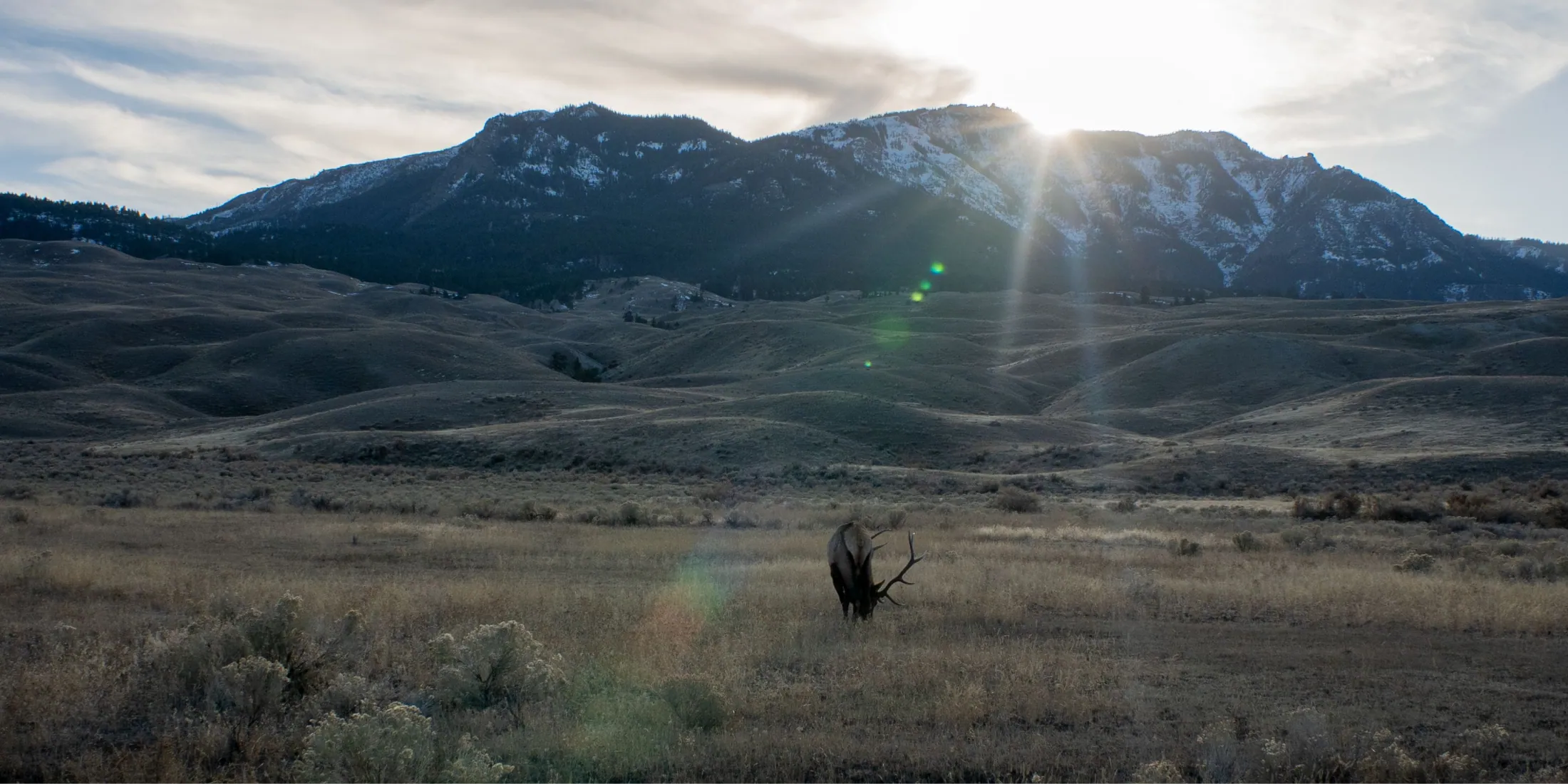 A bull elk feeding in a high valley at sunrise.
